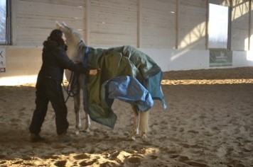 Pferd mit Plane